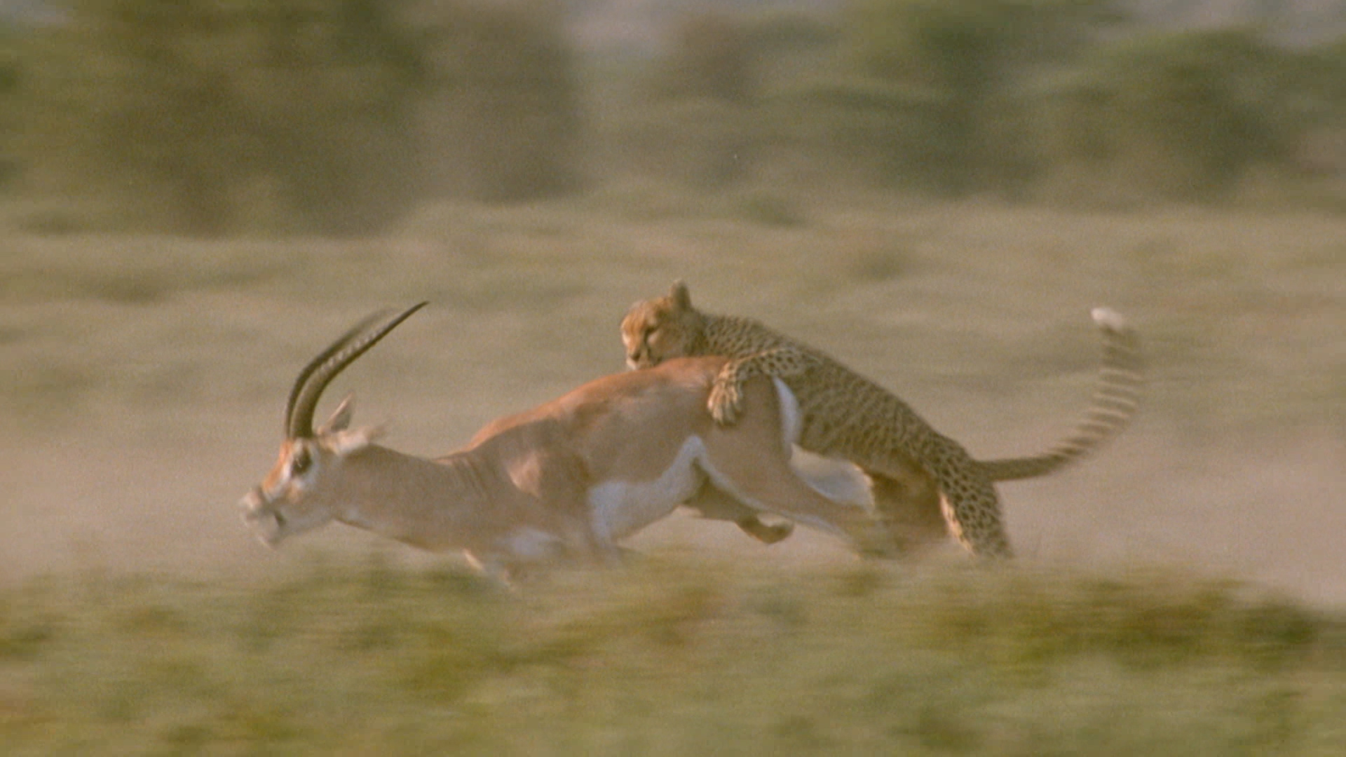 Animal Fight Club | National Geographic