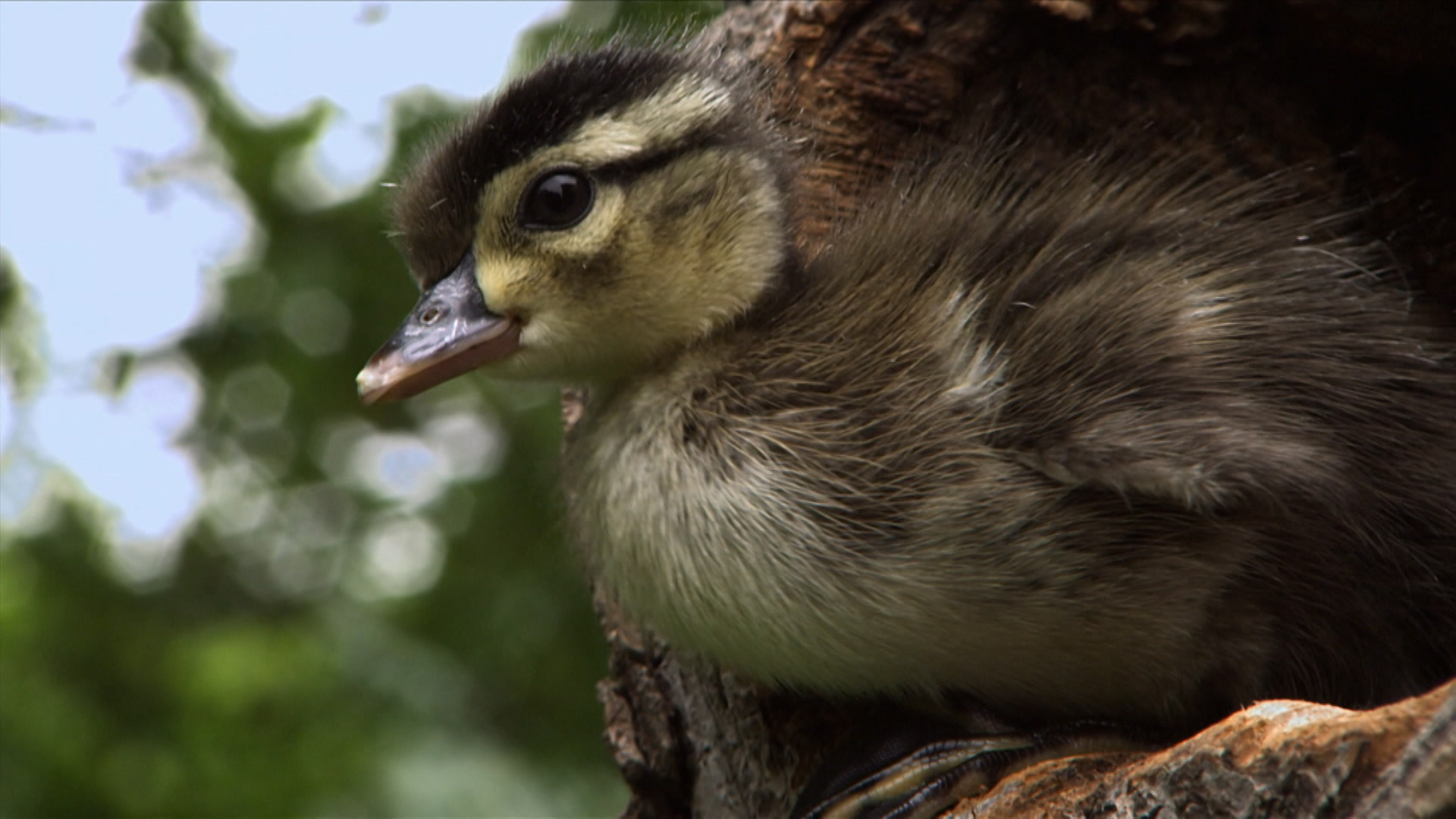 Extreme Animal Babies National Geographic