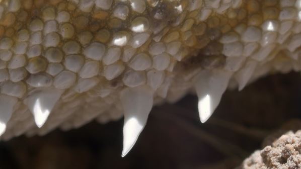 Randevú speleotems