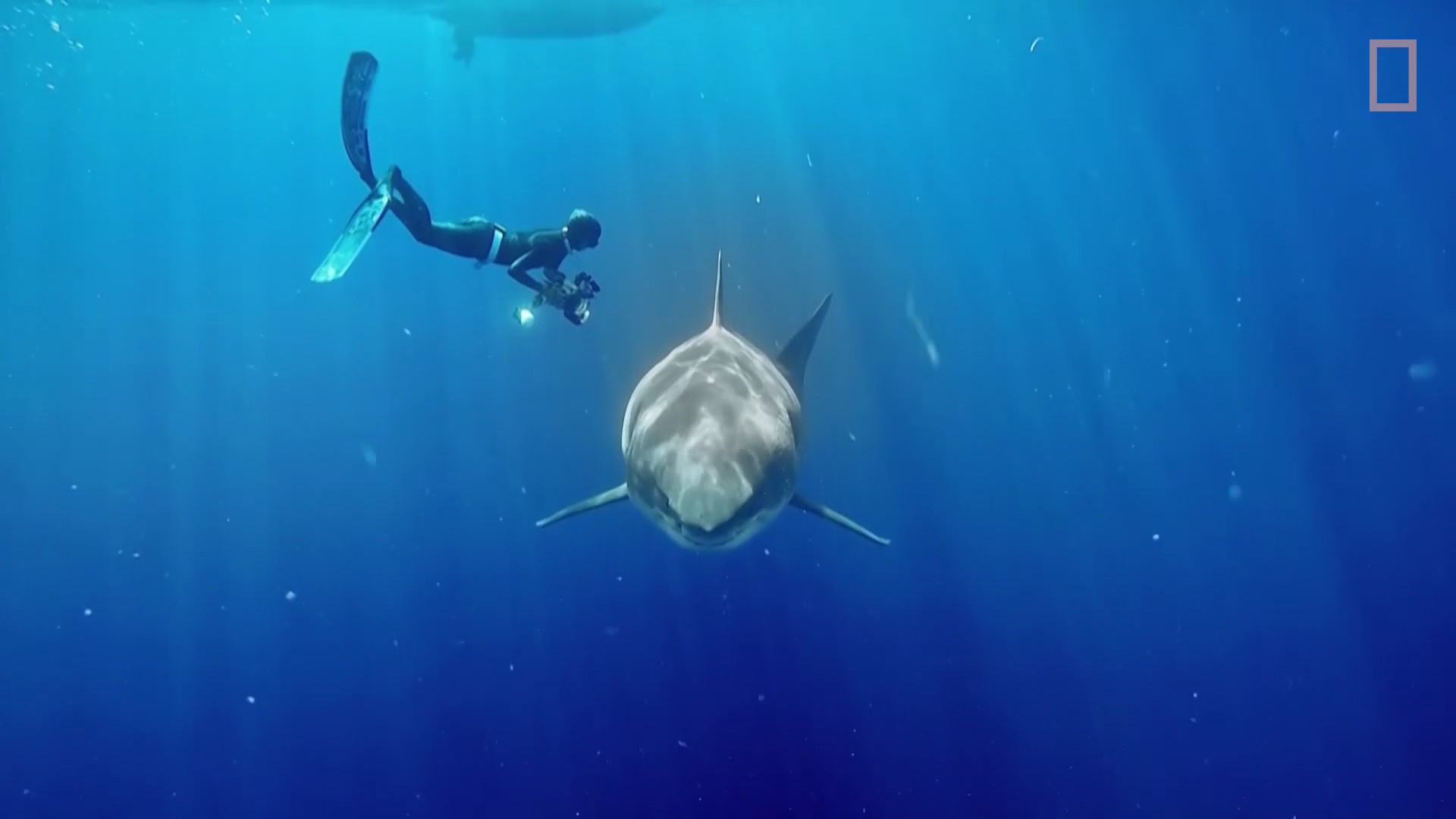 Des Chercheurs Ont Reussi A Filmer Le Plus Grand Requin Blanc Du Monde National Geographic