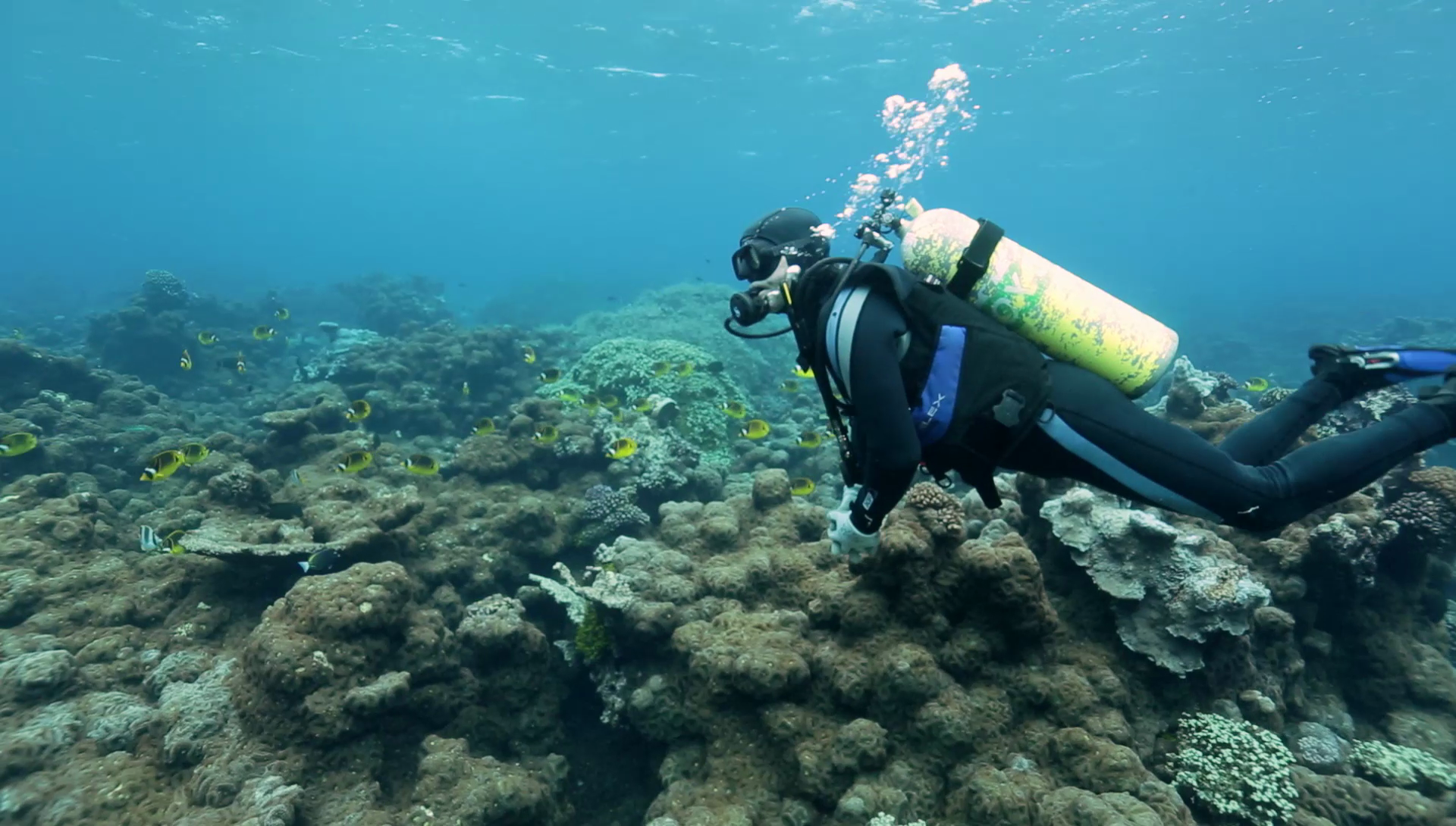 Buzo realizando buceo de aventura en un coral