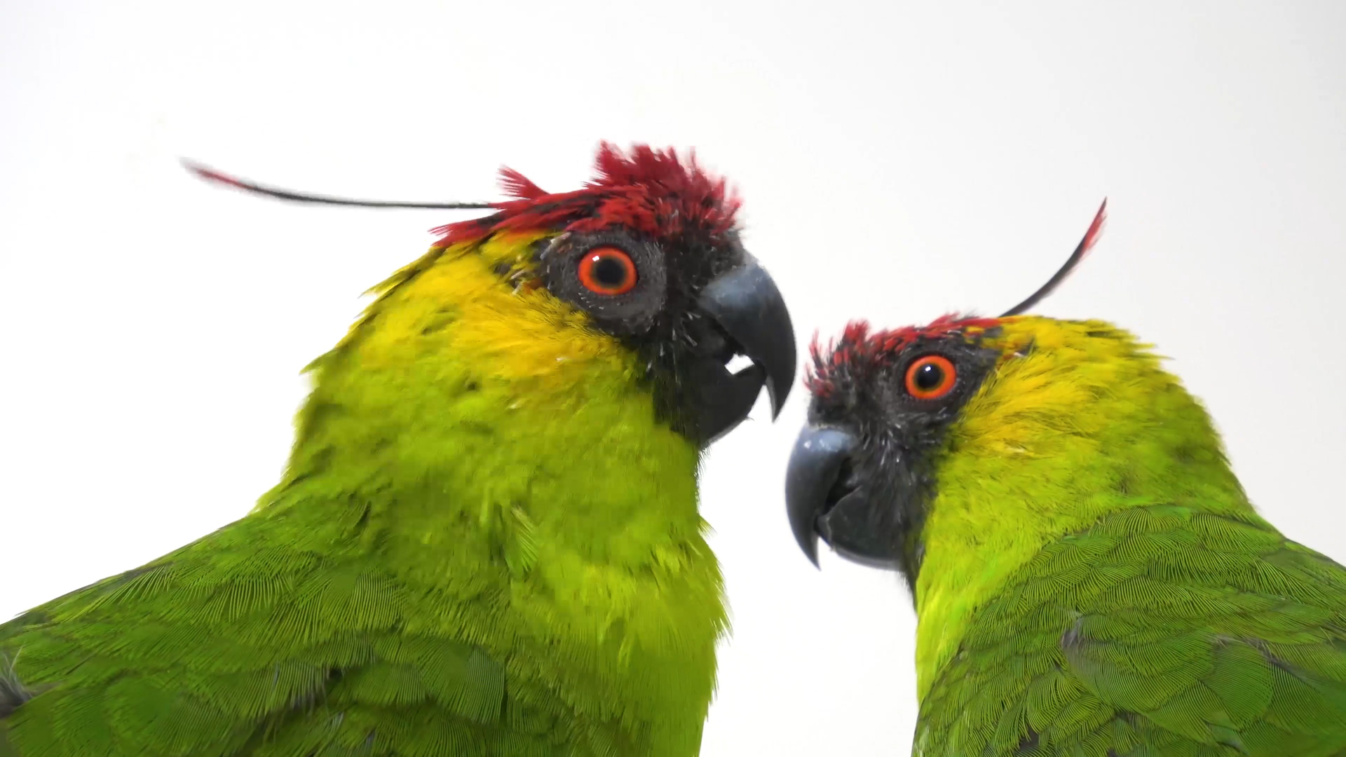 Parrots are the pets. Species of Parrots. Electric Parrot Ark. Parrot Cassette. Parrots are small than Hens.