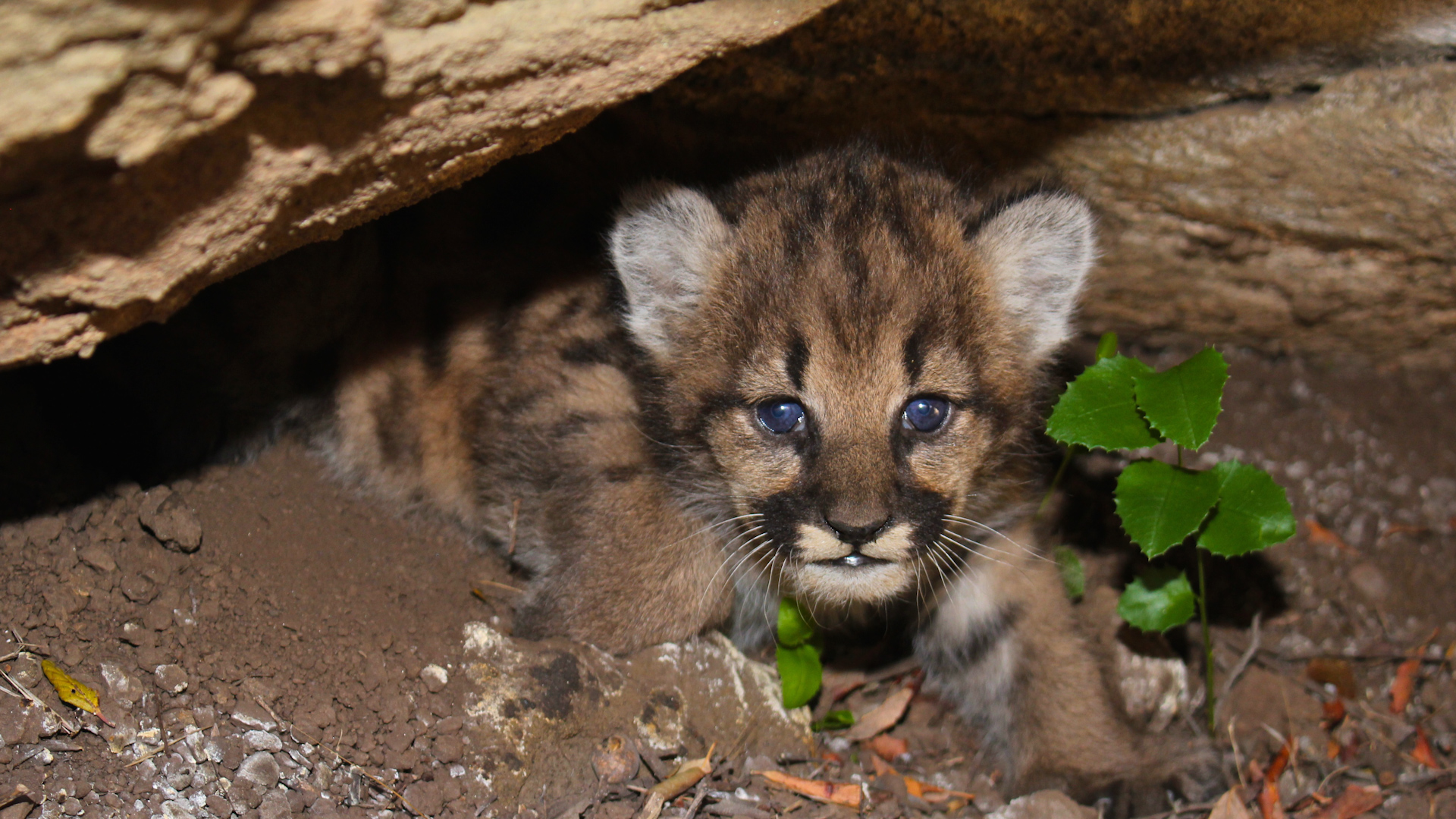 Veja Quatro Filhotes De Leao Da Montanha A Acordarem Na Sua Toca National Geographic